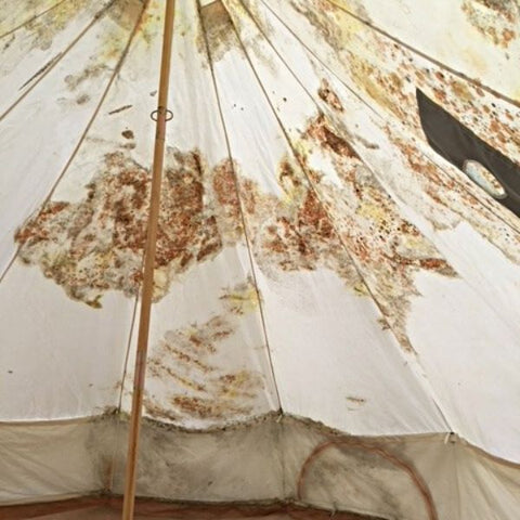 mold on canvas tent